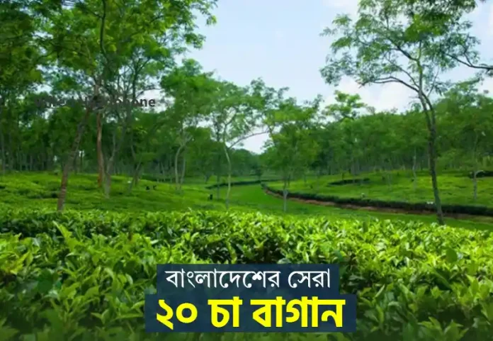 20 best Tea gardens in Bangladesh