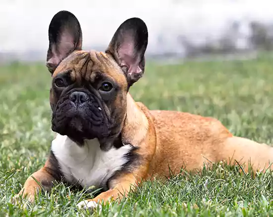 French Bulldog