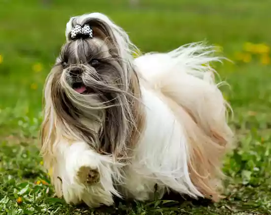 Shih Tzu