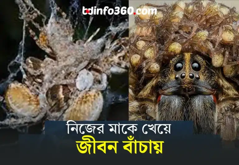 Mother-Eating Spiders: জন্মের পর নিজের মাকে খেয়ে ফেলে যে প্রাণী