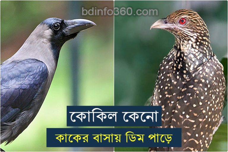 কোকিল কেন কাকের বাসায় ডিম পাড়ে
