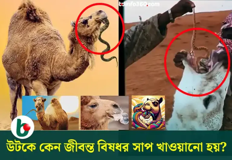 Camel: উটকে কেন জীবন্ত বিষধর সাপ খাওয়ানো হয়?