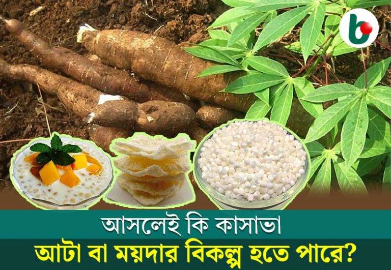 Cassava: আসলেই কি কাসাভা আটা বা ময়দার বিকল্প হতে পারে?