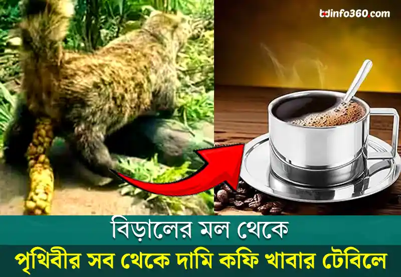 Civet cat coffee