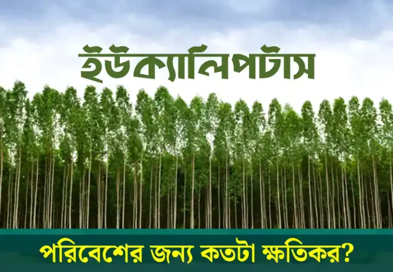 Eucalyptus: ইউক্যালিপটাস পরিবেশের জন্য কতটা ক্ষতিকর?