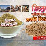 Cumin